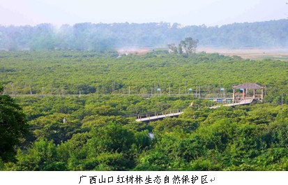 山口红树林保护区加入世界生物圈保护区网络十年 有林面积扩大了12%