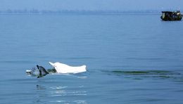 广西钦州：中华白海豚数量逐年增长