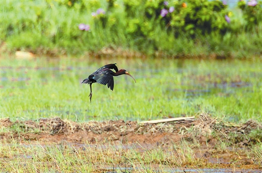 稀有鸟类彩鹮现身北仑河口