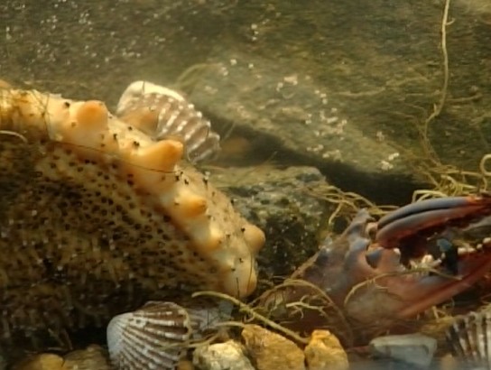 山东荣成：海洋经济新亮点