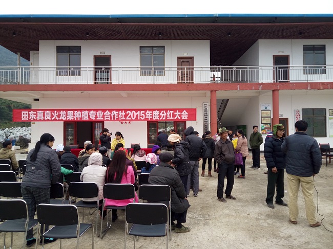 自治区海洋局定点帮扶贫困村真良村火龙果专业合作社向贫困户发放“股份制红包”