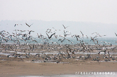 《广西北仑河口国家级自然保护区总体规划（2015-2025）》顺利通过专家组评审