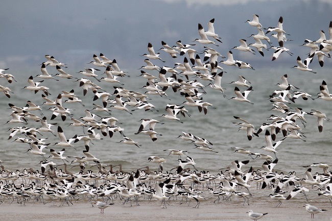 北仑河口国家级自然保护区成为鸟类栖息繁衍天堂