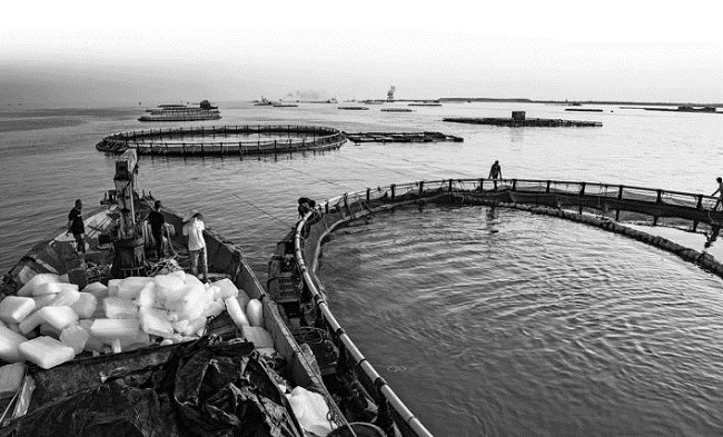 广西北海：“蓝色粮仓”向深海延伸